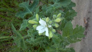 Texas Bullnettle Flower