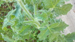 Texas Bullnettle leaves