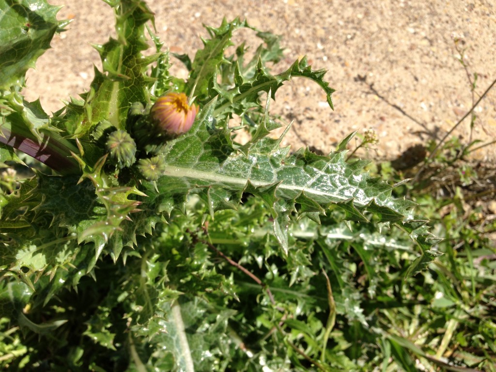 weed-of-the-week-spiny-sow-thistle-annual-forage-fax