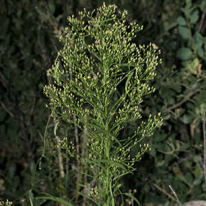 Horseweed Flower