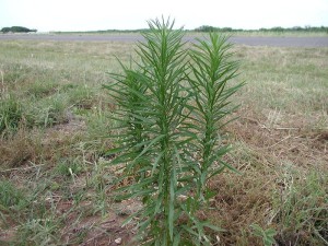 Young Horseweed