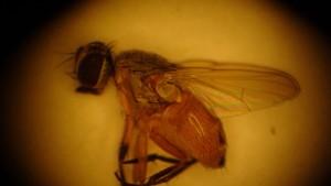 Bermudagrass Stem Maggot Fly