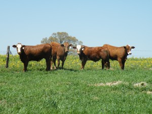 Cattle Grazing Winter Forages