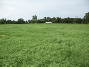 Bermudagrass Hay Meadow