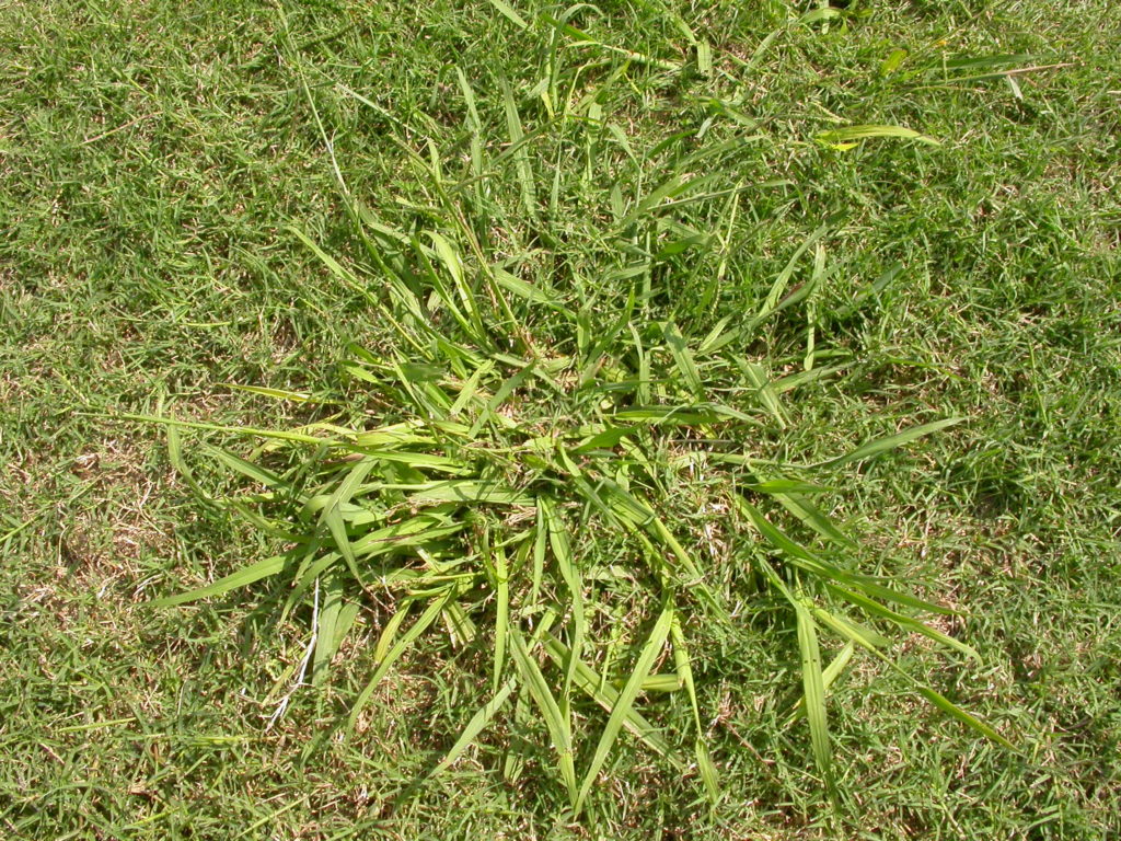 Weed of the Week: Dallisgrass - Forage Fax