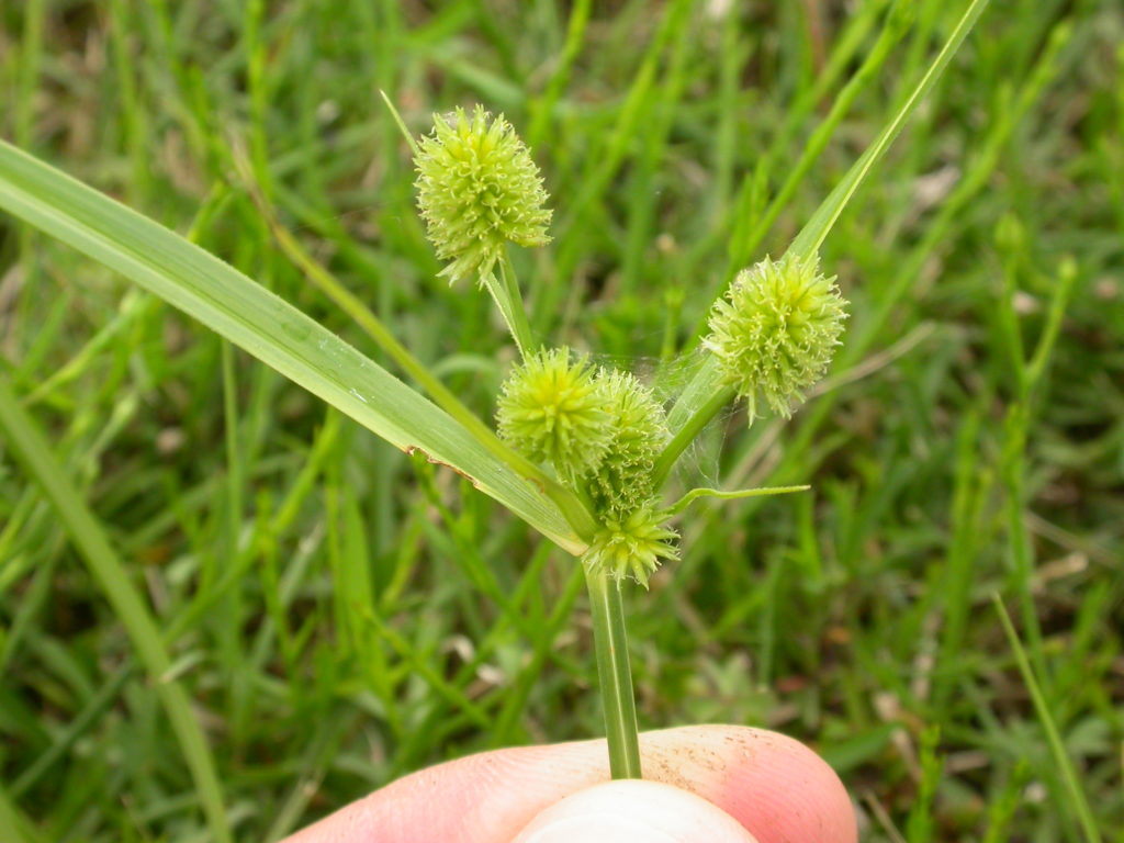 weed-of-the-week-sedges-yellow-nutsedge-purple-nutsedge-globe