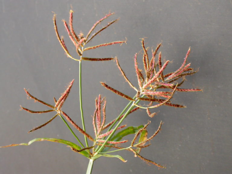 Weed of the Week: Sedges (Yellow Nutsedge, Purple Nutsedge, Globe ...