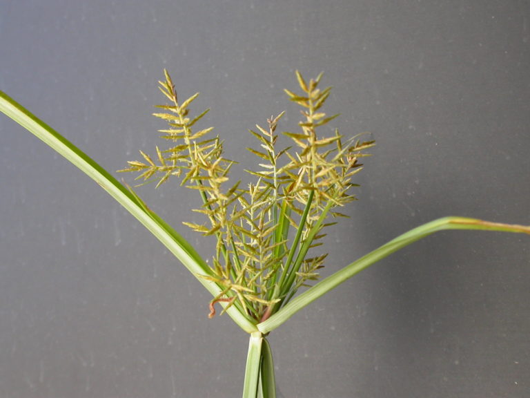 Weed of the Week: Sedges (Yellow Nutsedge, Purple Nutsedge, Globe ...