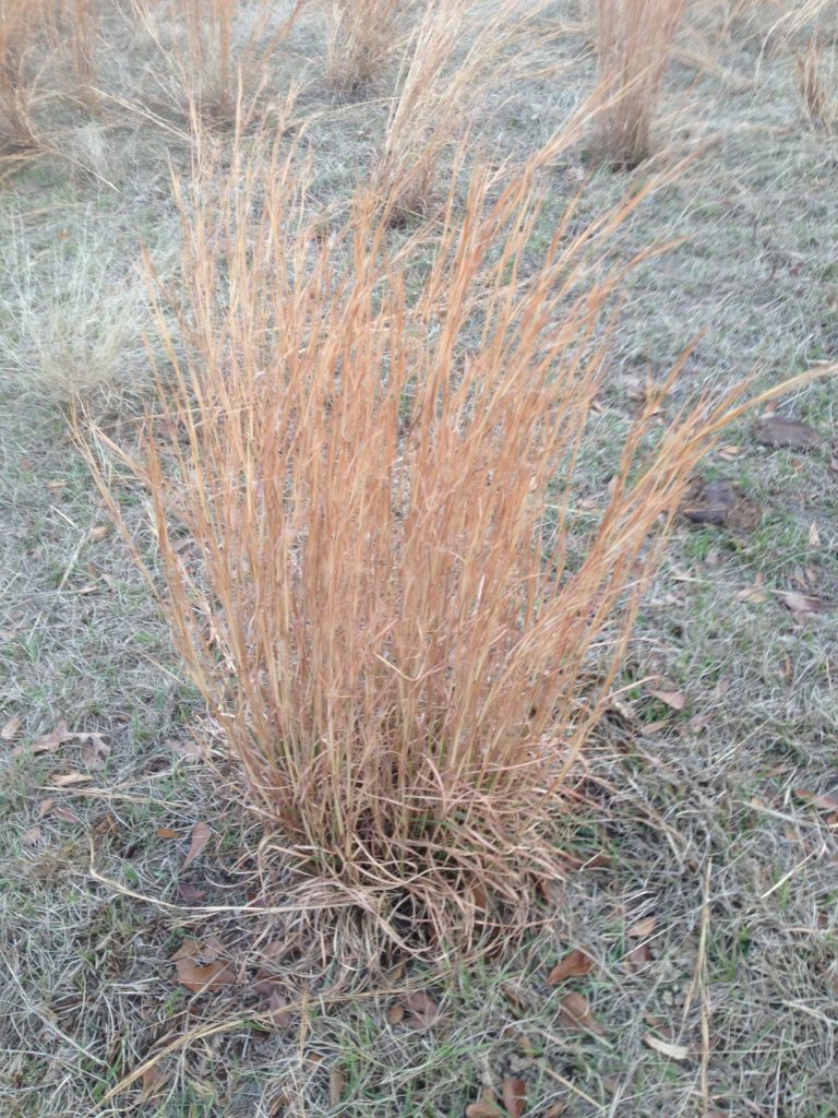 Weed of the Week: Broomsedge Bluestem - Forage Fax