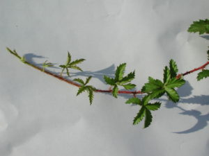 dewberry stem