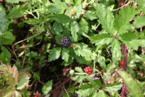 Dewberry plant with ripe fruit 