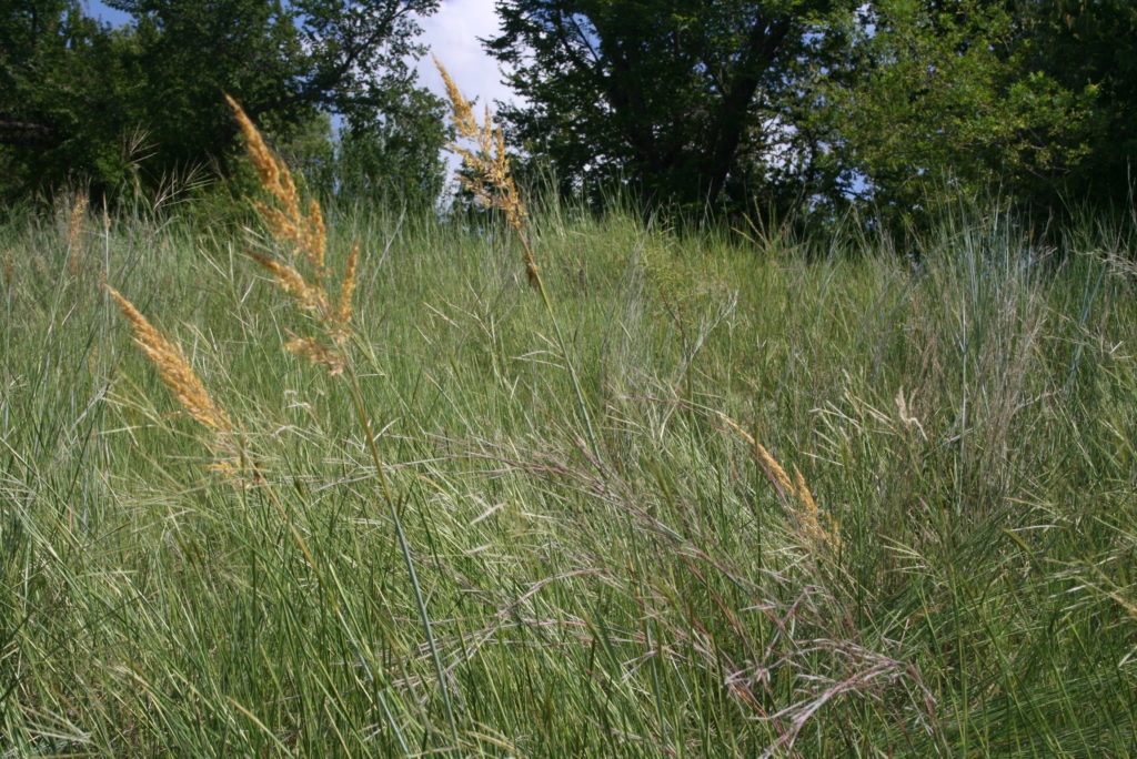 Indiangrass and Little bluestem | Forage Fax