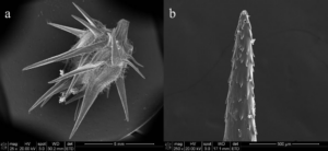 Scanning electron microscope image of sandbur