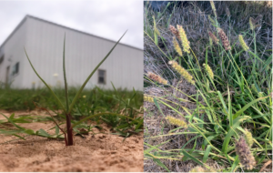 Left, sandbur seedling; right, mature plant